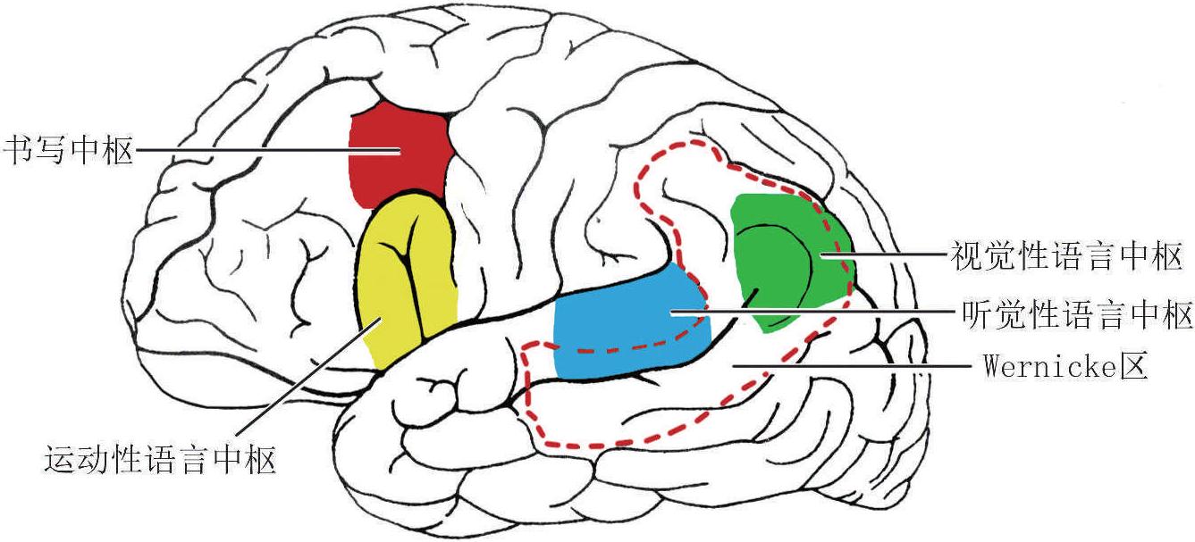 (二)大脑皮质的功能定位